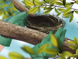 They not only keep birds away but. 4 Easy Ways To Keep Birds Away Wikihow