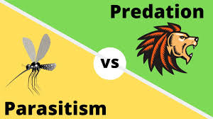 Home > science > homework help > difference between a parasite an. Difference Between Predation And Parasitism Youtube