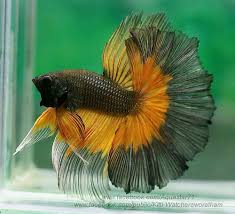 Black And Yellow Fish Freshwater Dsc05443 By Aquastar71 Via Flickr Betta Fish Pet Fish Aquarium Fish
