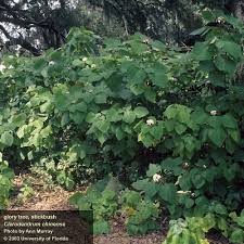 Image result for Alvesia clerodendroides