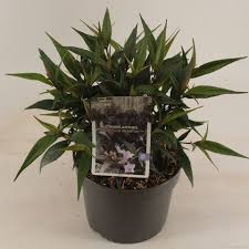 Image result for Strobilanthes anisophylla