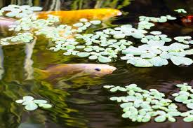 Check spelling or type a new query. Water Lettuce In Aquarium Facts Benefits Fish Tank Master