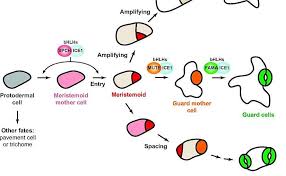 Image result for Stomatostemma