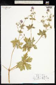 Image result for Geranium aculeolatum