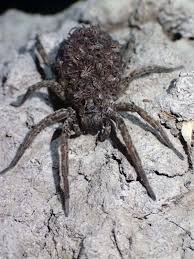 بالصور عنكبوت قاتل يحمل المئات من صغاره على ظهره Spider Insects Animals