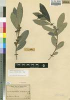 Image result for Dichapetalaceae