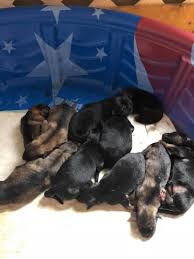 To help patients decide where to receive care, u.s. German Shepherd Dog Puppy Dog For Sale In Bridgeport Connecticut