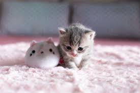 Cute Wallpaper Cute Cat Names Cats And Kittens Cute Cat Gif