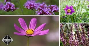 We did not find results for: List Of Purple Flowers That Are Easy To Grow Gardening Channel