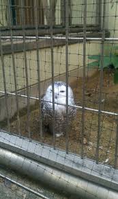 zoofukuokacity 福岡市動 植 物園 の画像 投稿者 zvrjg さん フクロウ 植物園