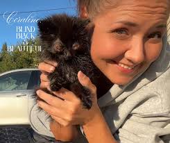 Fundraiser by Erin Moore : Coraline's Blind, Black & Beautiful Cat Project