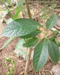 Daun sambung nyawa atau daun sambung nyowo atau akar sebiak yang memiliki nama latin gynura procumbens ini merupakan tanaman yang sudah sering dimanfaatkan untuk pengobatan tradisional di indonesia. Khasiat Daun Sambung Nyawa Informasi Sejarah Budaya Wisata Kebumen