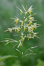 Image result for Bromus