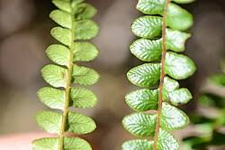 Image result for Blechnum australe