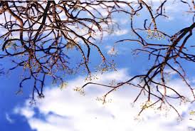 Image result for Kirkia