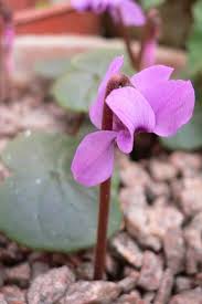 Image result for Cyclamen parviflorum