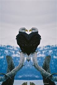 Yoga Eagle Pose Entwining The Arms Held At The Heart Aligned With The Center Clear Seeing Opening The Back Beautiful Birds Animals Beautiful Bald Eagle