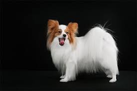 Papillon Dog Breed Information Pictures Characteristics