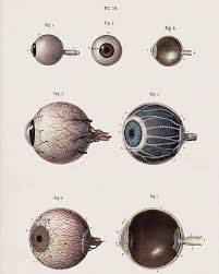 Archillect On Twitter Eye Anatomy Medical Drawings Eyeball Drawing