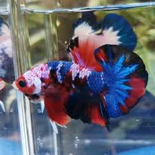 Awesome loach pile photo by kasey clark of prism bettas. Galaxy Koi Betta
