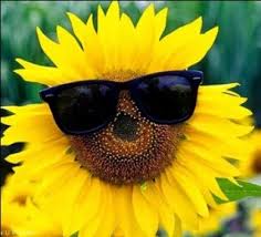 Bunga matahari adalah bunga cantik berwarna kuning cerah yang tinggi batangnya dapat. Informasi Harga Bunga Matahari Juni 2021