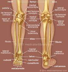 We did not find results for: Leg Bones Medical Art Library