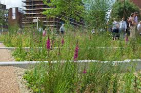 Nigel Dunnett Sheffield S Grey To Green Scheme Officially Opened The Uks Largest Retrofit Urban Suds Landscape Landscape Design Rain Garden