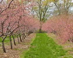 Image of Cherry Blossom Tree in Texas