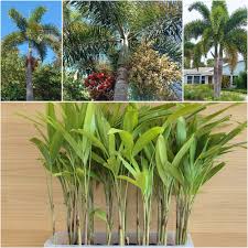 Image result for Wodyetia bifurcata