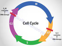 Maybe you would like to learn more about one of these? Eukaryotic Cell Cycles Mitosis And Meiosis The Medical Biochemistry Page