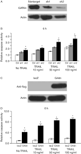 This website uses cookies to ensure you get the best experience on our website. Effect Of Shgata4 And Dominant Negative Gata4 On Kgn Apoptosis A Download Scientific Diagram
