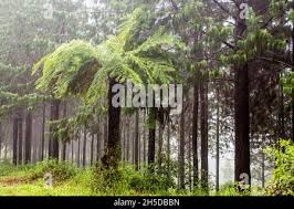 Image result for Cyathea capensis