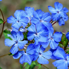 Image result for Ceratostigma griffithii