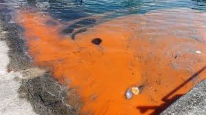 Visit Florida Funding Vital In Red Tide Counties