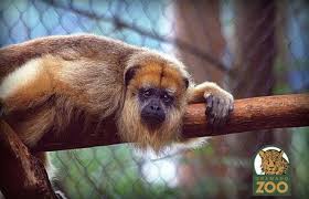 Gramadozoo: Zoológico de Gramado | Descontos & Promoções | Laçador de  Ofertas