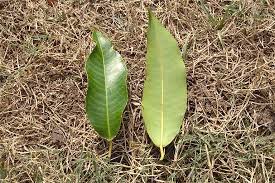 Image result for Shirakiopsis