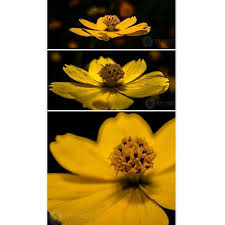 Just Living Is Not Enough One Must Have Sunshine Freedom And A Little Flower Just Living Is Not Enough One Must Have Sunshine Freedom And A Little Flower Hans Christian Andersen Flowers Photography Focus Photography Hans Christian