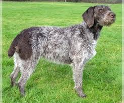 Review how much german wirehaired pointer puppies for sale sell for below. Puppyfinder Com German Wirehaired Pointer Puppies Puppies For Sale Near Me In Washington Usa Page 1 Displays 10