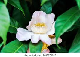 Image result for Lecythidaceae