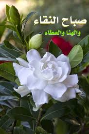أحلى صور صباح الخير جديده 2016 اجمل الصور Good Morning صباح الخير Flores Bonitas Melhores Flores Amor Flores