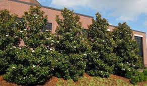 Maybe you would like to learn more about one of these? Magnolia Little Gem For Sale Mulch Masters Jacksonville Fl