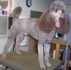 Our kids named this cutie flurry. Poodle Coat Colors Silver Silver Beige