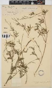 Image result for Indigofera subargentea