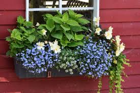 Balkon deko ideen 2015 balkonpflanzen und krauter. Balkonkasten Richtig Bepflanzen Freudengarten