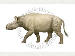 Trigonias Prehistoric Life Ancient Mammal Extinct Animals Dinosaur Stuffed Animal Mammals