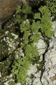 Image result for Anogramma leptophylla