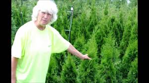 Tall with a 3 ft. Green Giants Vs Emerald Greens Youtube