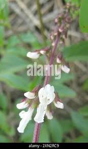 Image result for Orthosiphon schimperi