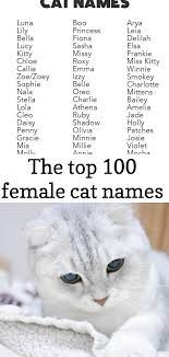 The Top 100 Female Cat Names Cat Names Cute Cat Names Cats And Kittens