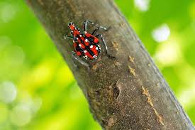 This will kill the eggs so they do not hatch. How To Manage And Control Spotted Lanternfly Gardener S Path